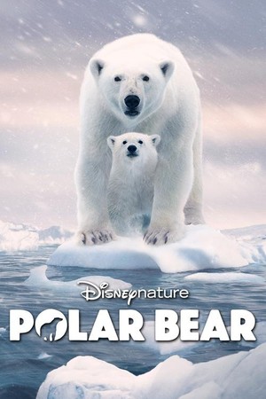 Polar ayiq